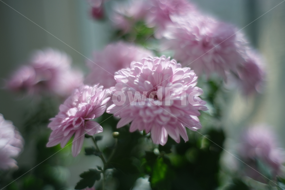 winter flowers,petal,pretty flower,flower