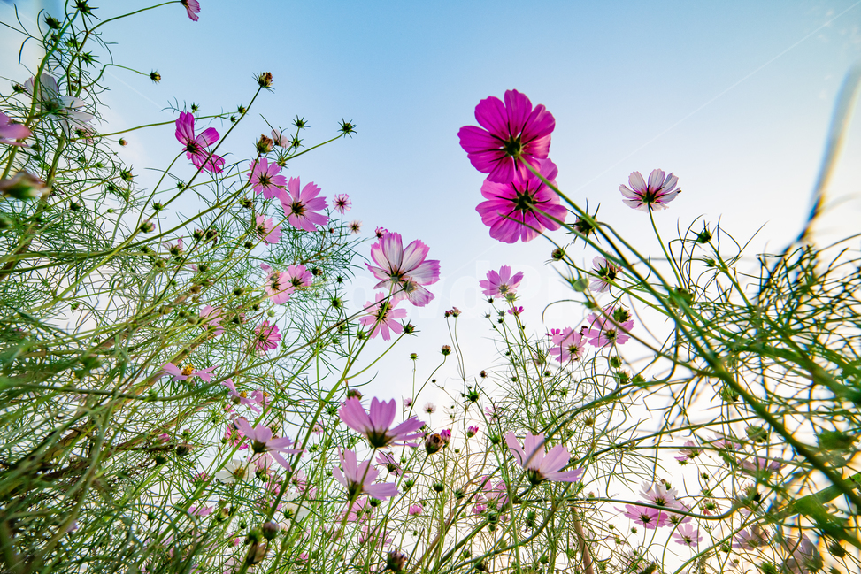 코스모스,코스모스군락,가을,가을하늘,코스모스하늘,blossom,꽃,plant,식물,flower,꽃잎,식물,자연,plants,nature,꽃,flower