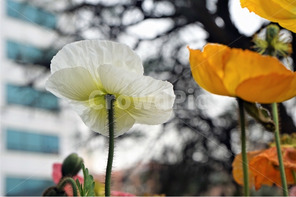 봄,꽃,꽃송이,원예,자연,아름다움,향기,spring,season,flower,floreal,bloom,nature,garden,beautiful,plant,식물,자연,plants,nature,꽃,flower