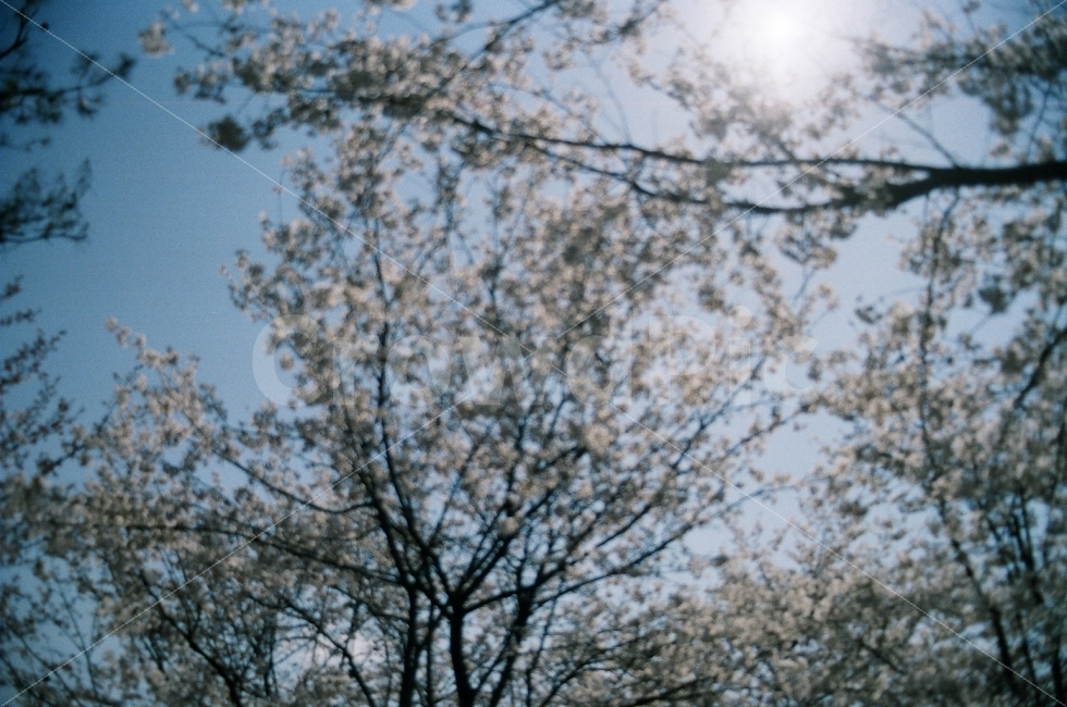 필름사진,꽃사진,벚꽃,촛점,FM2,자연,풍경,nature,landscape,봄,계절,spring,season,감성,sensible,feeling,plant,식물