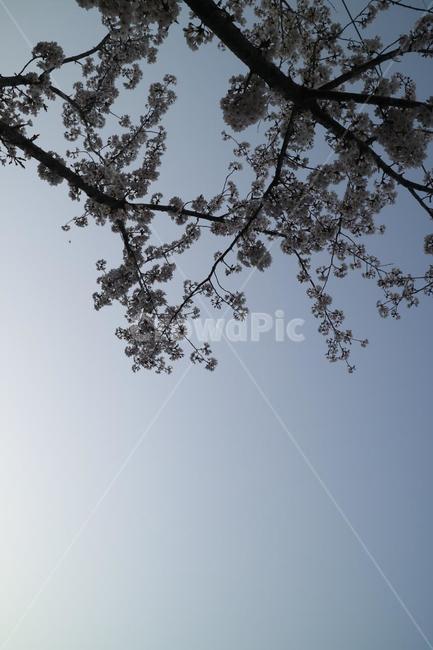 하늘,벚꽃,나무,그림자,배경