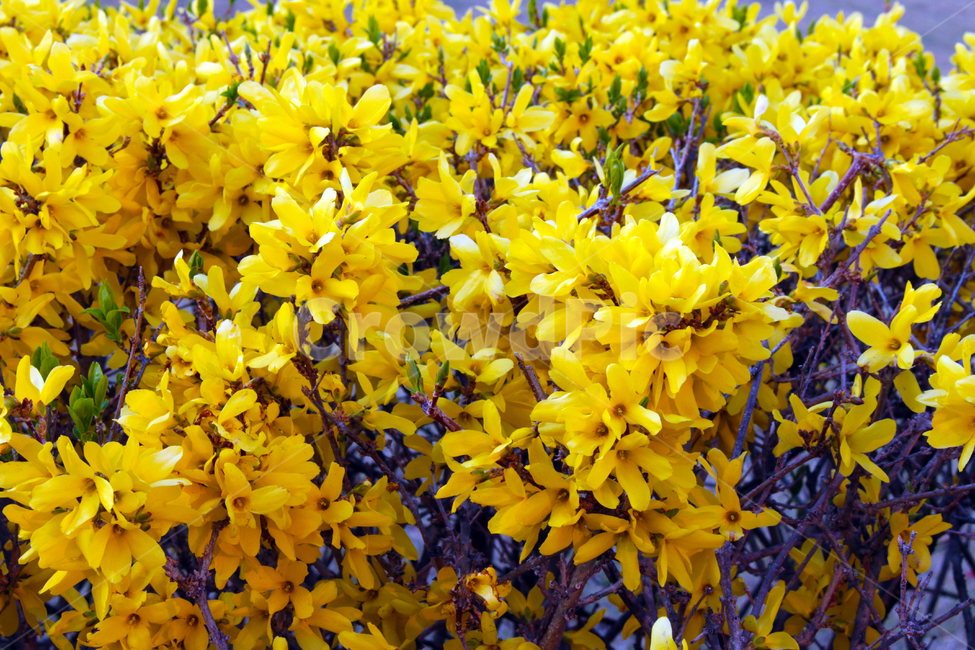 plant,flower,blossom,개나리,봄,꽃,나무,식물,자연