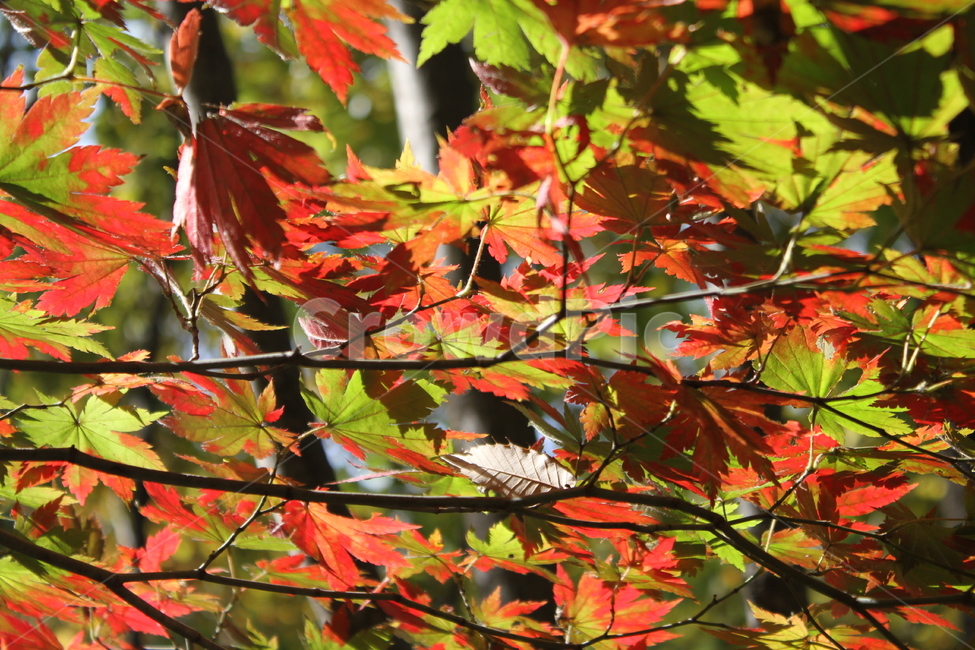 단풍,가을,엽록소,잎,redleaves,가을,계절,fall,autumn,season,식물,자연,plants,nature,leaf,plant,tree,나무,maple