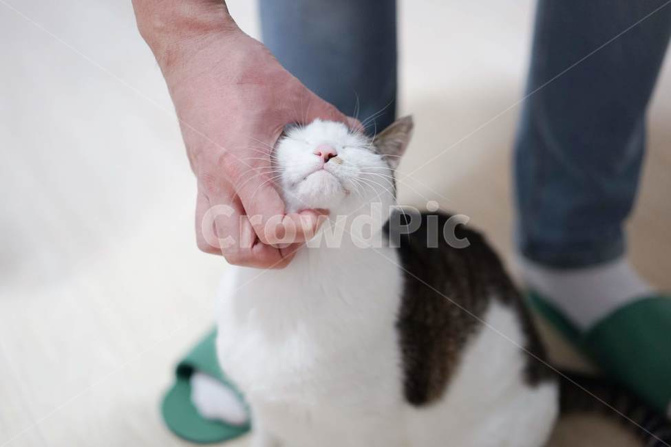 고양이,애완동물,코리안숏헤어,야옹이,동물,포유류,동물,animal,포유류,mammal,고양이,cat,kitten,kitty,사람,인물,인간,human,person,신체일부,몸,body