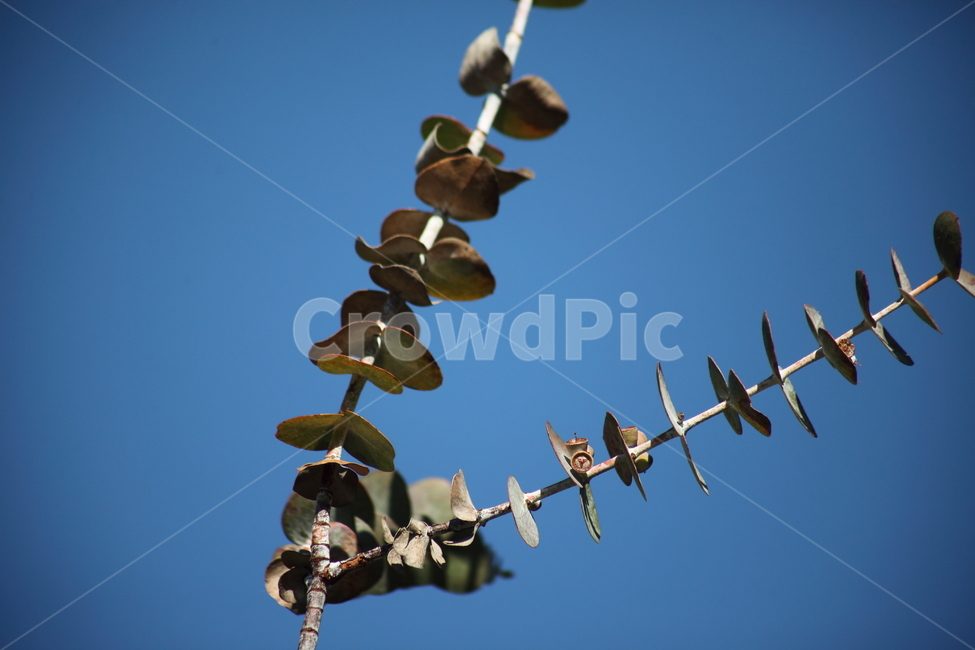 잎,식물,줄기,leaf,plant,은환엽유카리,eucalyptus,식물,자연,plants,nature