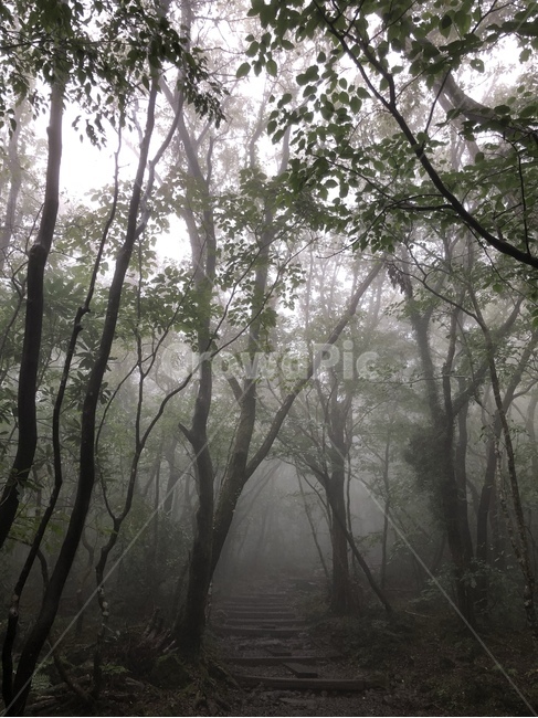제주도,나무,안개,자연,날씨,한라산