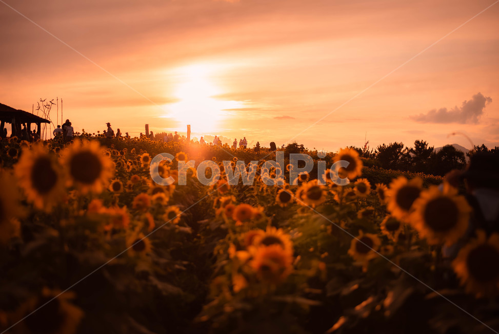 해바라기,일몰,꽃,여름꽃,노을,식물,자연,plants,nature,꽃,flower