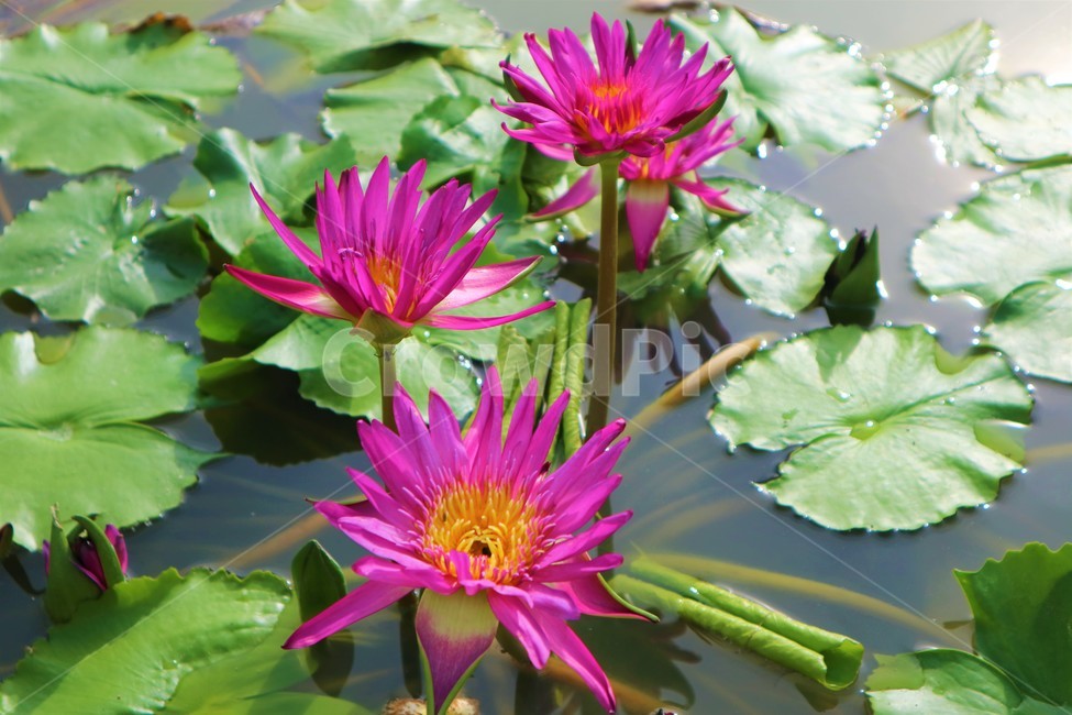 plant,식물,blossom,꽃,flower,연꽃,pink,분홍꽃,분홍,물위