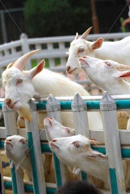 염소,가축,동물,동물원,흰색,화이트,뿔,사육,울타리,먹이,간절함,동물,animal,포유류,mammal
