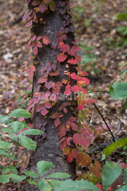 가을,leaf,plant,식물,tree,나무,가을,계절,fall,autumn,season,잎