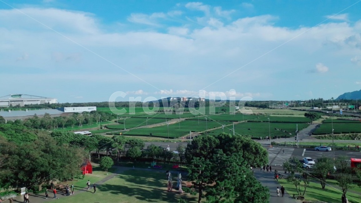 제주도,녹차밭,숲,하늘,풍경,밭,제주,나무,녹차