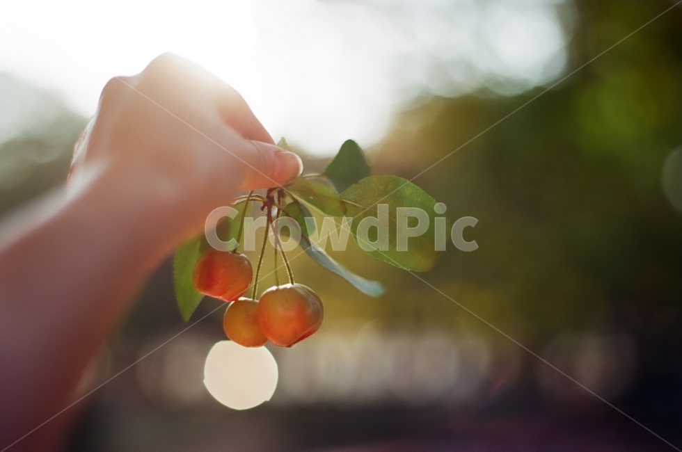 가을,보케,꽃사과,감성사진,빛보케,가을사진,10월,과일,사람,인물,인간,human,person,신체일부,몸,body,과일,열매,fruit,감성,sensible,feeling,휴식,힐링,rest,relaxation,healing