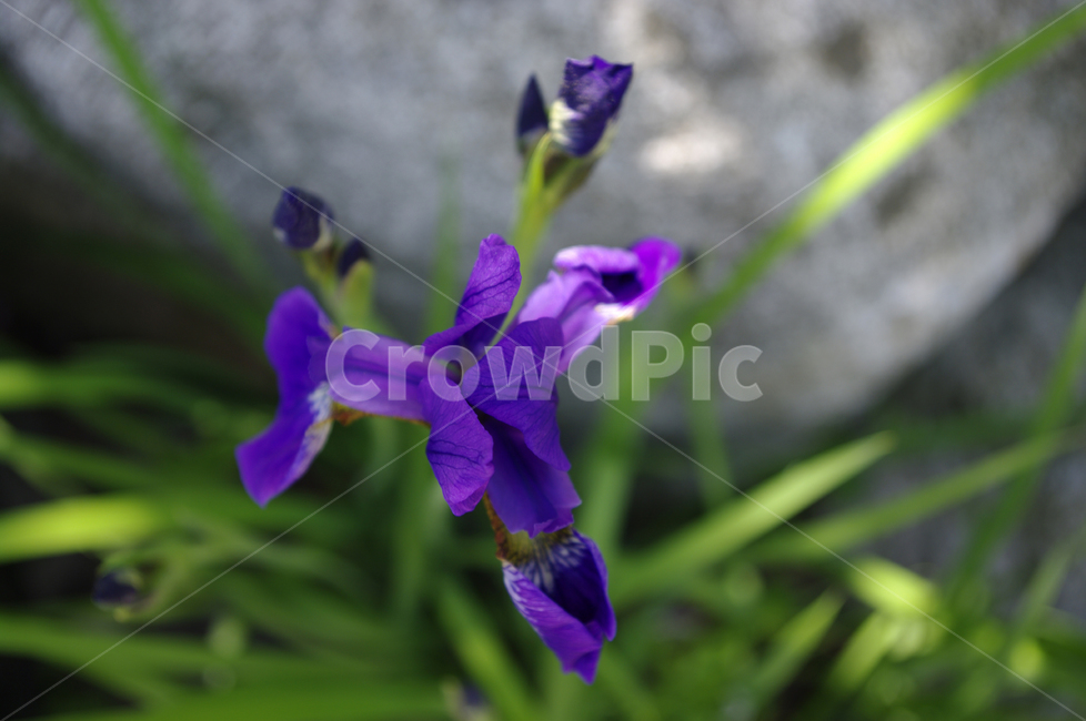 꽃,식물,flower,plant,붓꽃,식물,자연,plants,nature,꽃,flower