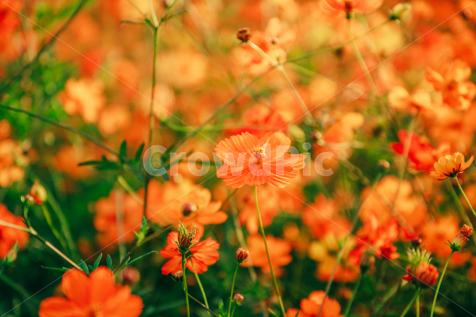 코스모스,꽃,자연,식물,가을,아름다운,commoncosmos,가을,계절,fall,autumn,season,식물,자연,plants,nature,꽃,flower,색깔,색상,색채,색감,color sense,color sensitivity,feeling of color,plant
