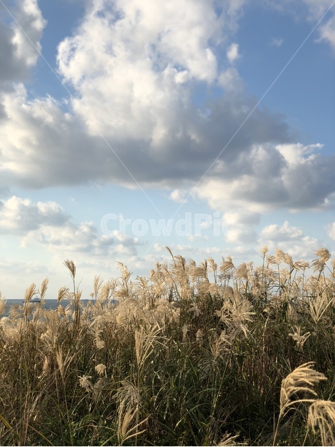 plant,식물,grass,lawn,잔디,갈대,reed,하늘,sky,풍경,제주도