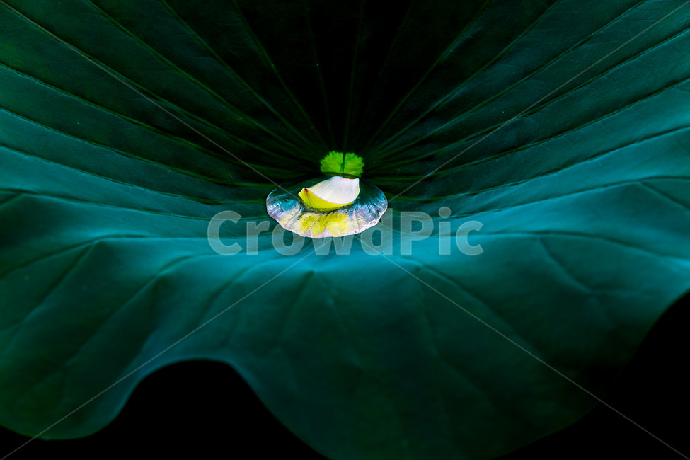 낙화,연잎,물방울,문양,무늬,식물,자연,plants,nature,꽃,flower