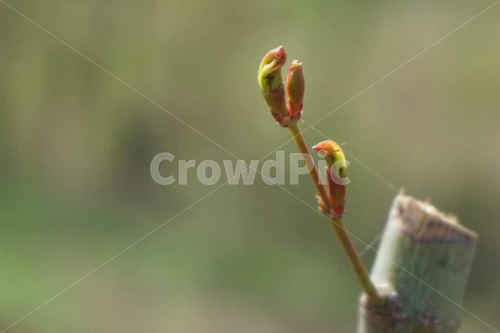 봄,녹색,4월,새순,나무,나뭇가지,붉은색,봄,계절,spring,season,식물,자연,plants,nature,plant,sprout,새싹,blossom,꽃,bud,싹,flower