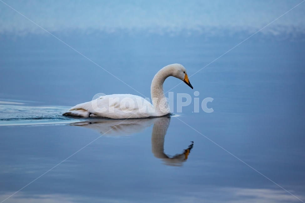 고니,백조,백조한마리,겨울철새,조류,호수,동물,animal,조류,새,birds