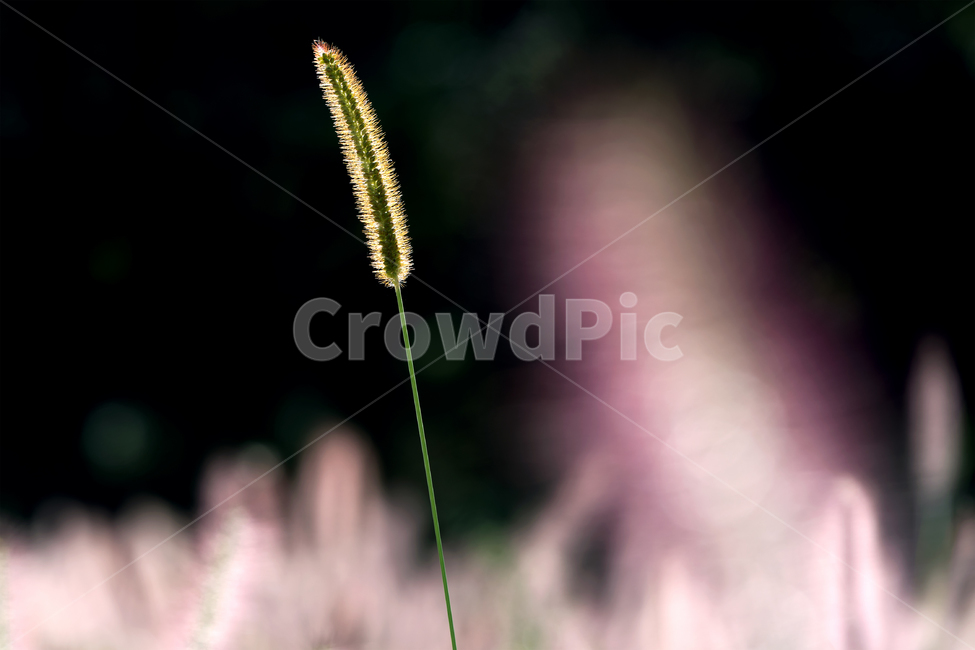 강아지풀,핑크뮬리,식물,자연,풍경,grass,plant,식물,자연,plants,nature