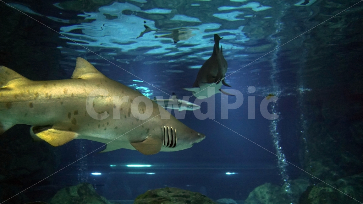 수족관,아쿠아리움,물속,바다,해양,물고기,생선,fish,어류,sea,동물,열대어,관상어,상어,shark,Jaws,죠스,animal,수중,생명,자연,nature,물결,동물,animal,어류,물고기,fish