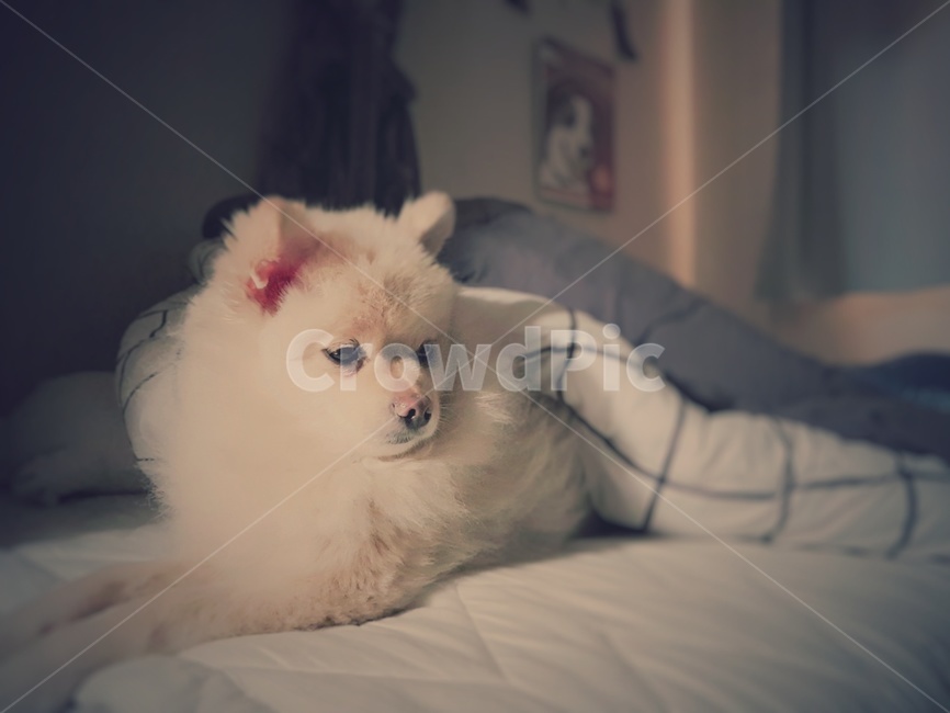 강아지,분위기,개,dog,애완동물,폼피츠,동물,animal,포유류,mammal,고양이,cat,kitten,kitty