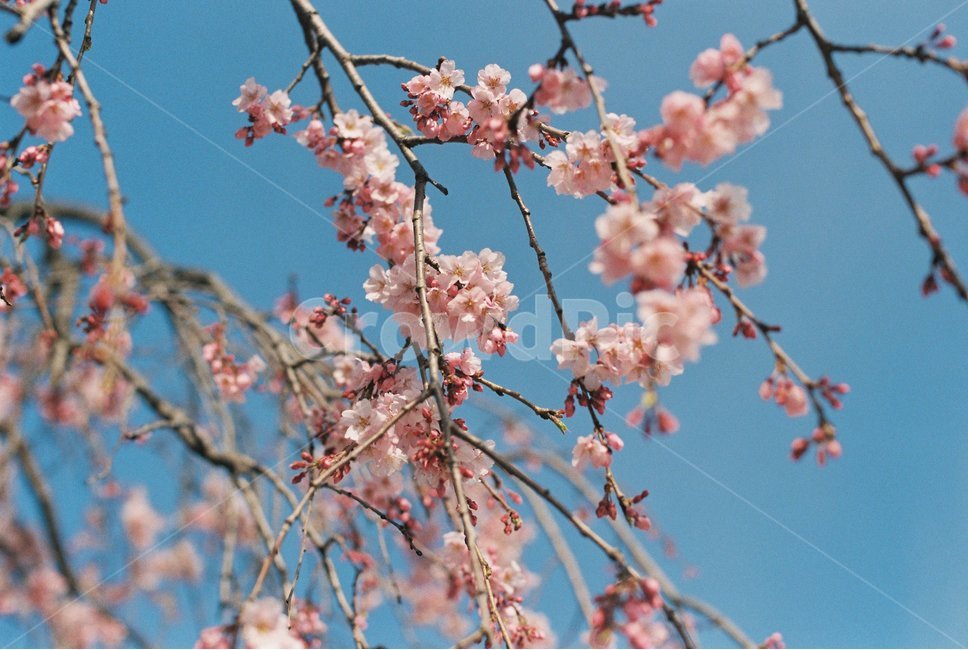 봄,벚꽃,나무,spring,cherryblossom,fm2,봄,계절,spring,season,식물,자연,plants,nature,꽃,flower,plant,blossom