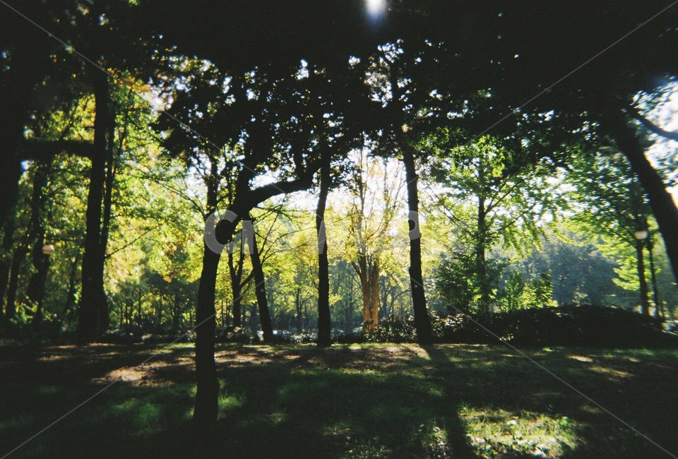 자연,초목,숲,식물,tree,작은숲,woodland,nature,공원,상쾌함,청량,시원함,하늘,빛,그림자