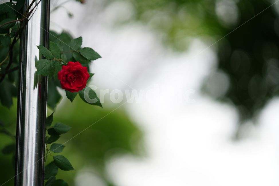 장미,감성,꽃,플라워,로즈,rose,느낌,생명,생물,식물,녹색,그린,색감,컬러