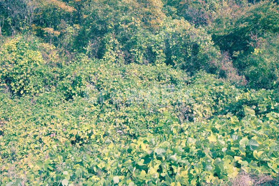 자연,풍경,nature,산비탈,식물,산,숲,자연,풍경,nature,landscape,plant,bush,부시,vegetation,초목