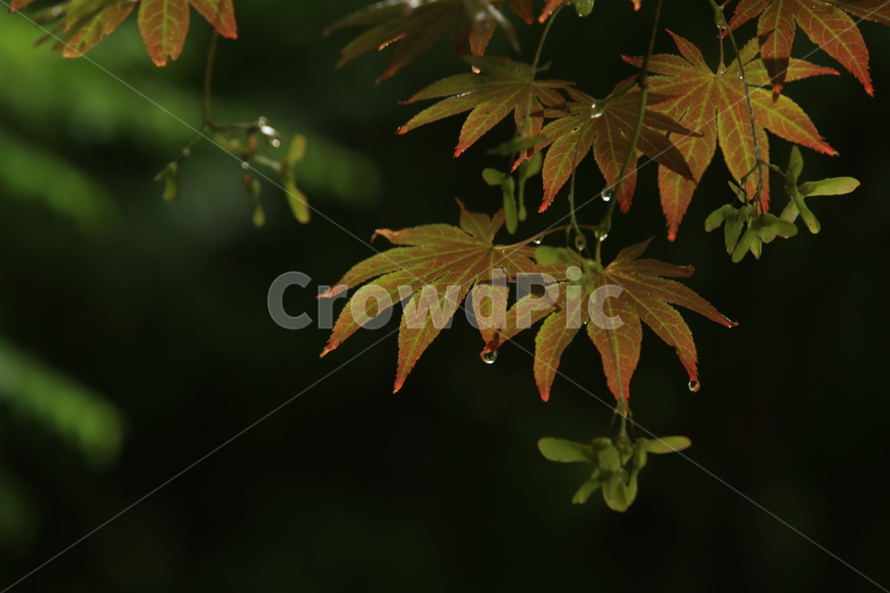 비,풍경,빗방울,소경,rain,비오는소경,식물,자연,plants,nature