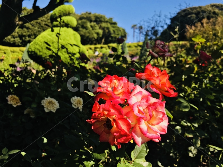 꽃,풍경,봄,식물,여름,식물,자연,plants,nature,꽃,flower