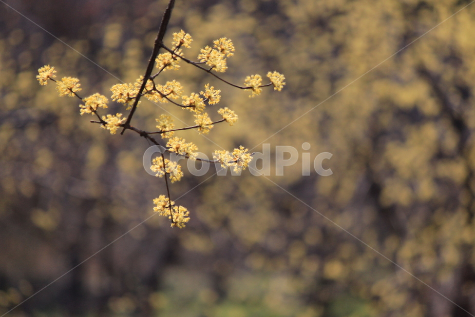 봄꽃,노랑,산수유,아웃포커싱,감성,봄,계절,spring,season