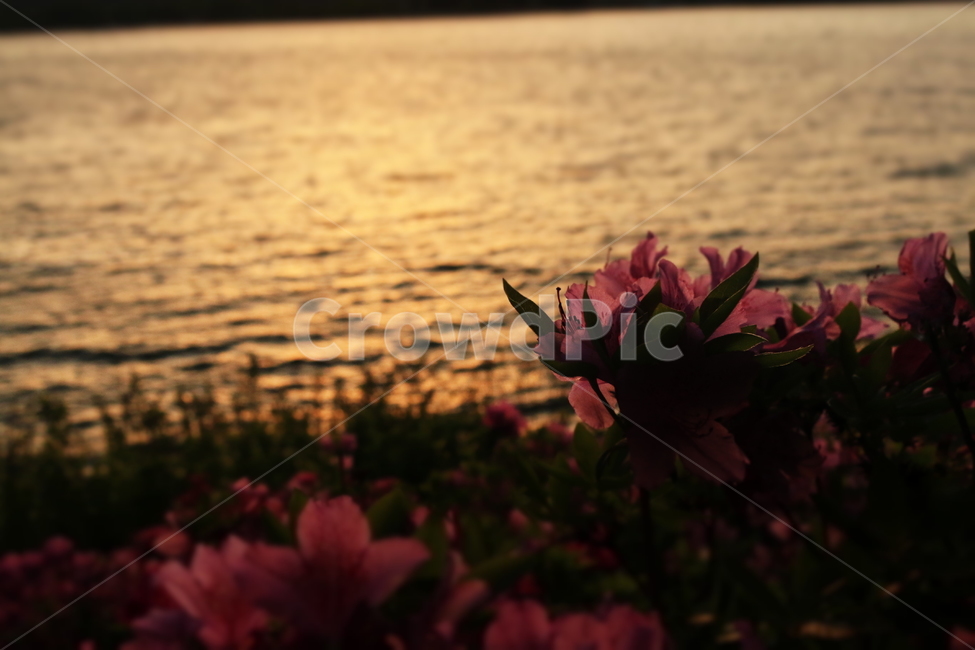 꽃,석양,노을,강,파동,물줄기,산책,휴식,고요함,햇빛,sunshine,sunset,flower,river,rest,trail,wave,waterstemp,공원,park
