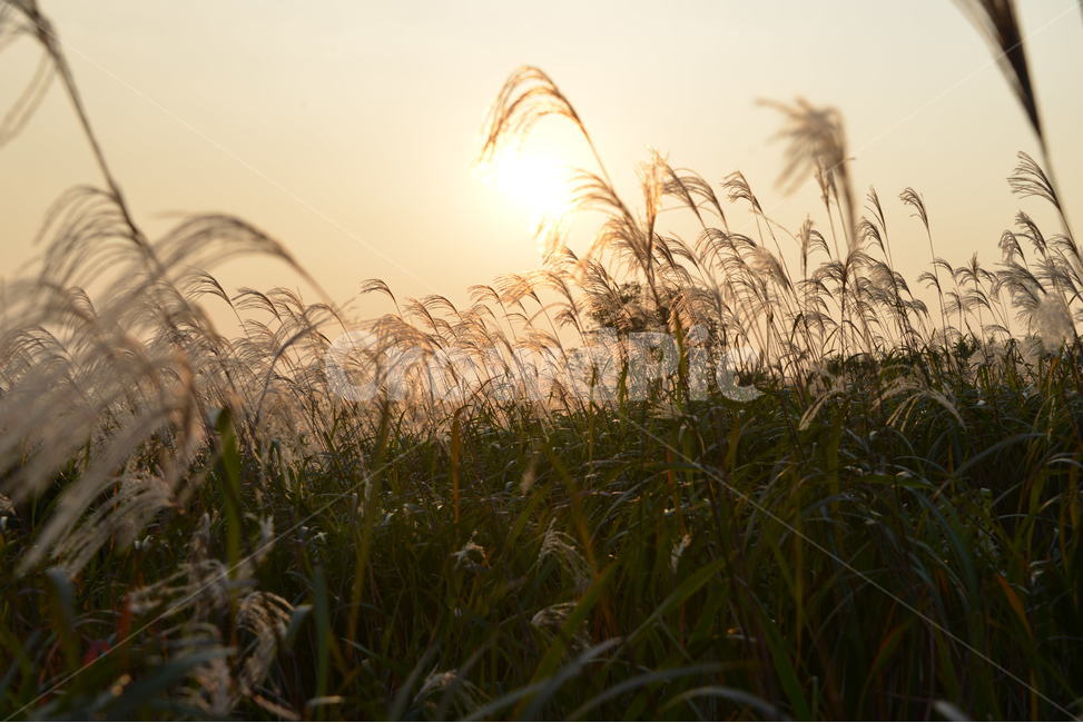 억새,하늘공원,노을,식물,가을,가을,계절,fall,autumn,season,plant,grass,잔디,lawn