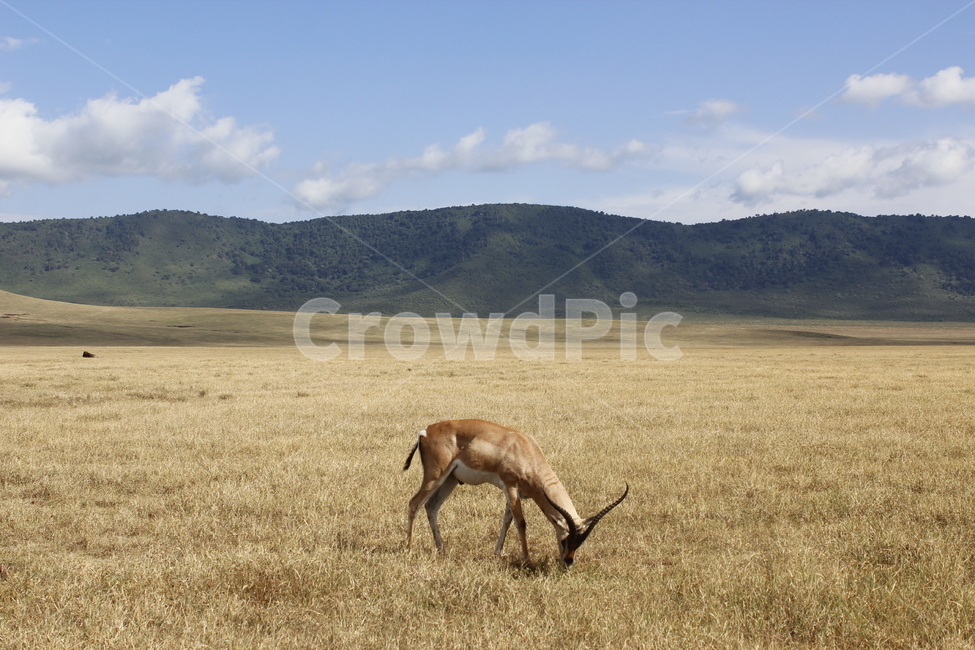 antelope,영양,mammal,포유류,wildlife,야생생물,animal,동물,세렝게티,아프리카,초원,포유류,mammal