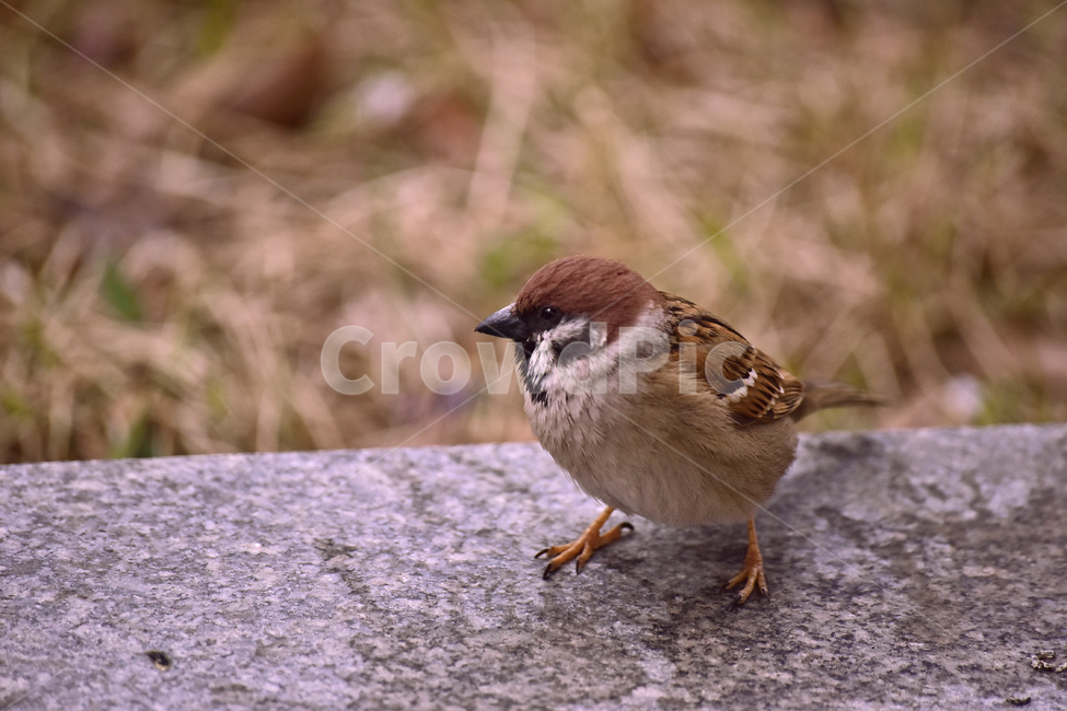 참새,새,조류,종물,애니멀,bird,animal,야외,옥외,아웃도어,백그라운드,배경,앉다,텃새,토종,한마리,동물,animal,조류,새,birds
