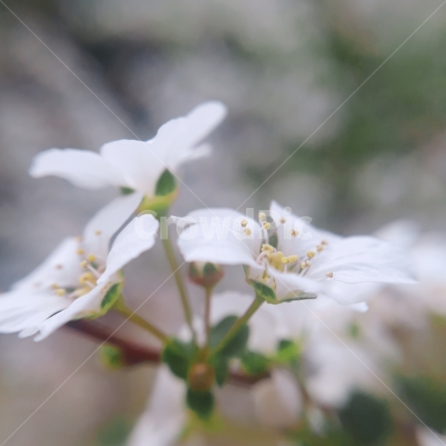 조팝나무,꽃,봄,흰색,flower,자연,식물,자연,plants,nature,꽃,flower