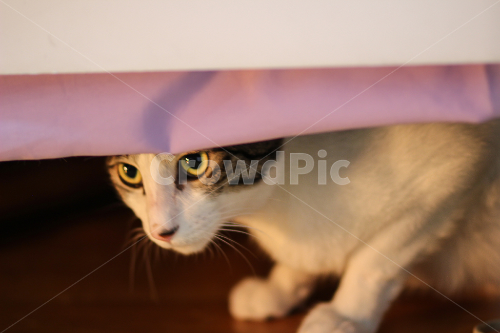 고양이,cat,animal,동물,야옹이,kitty,애묘,동물표정,포유류,애완동물,pet,반려동물,유기묘,길냥이,kitten,아기고양이,코숏,코리안숏헤어,캣대디,캣맘,반려묘,휴식,힐링,res,trelaxation,healing,포유,류mammal,동물,animal,포유류,mammal,고양이,cat,kitten,kitty