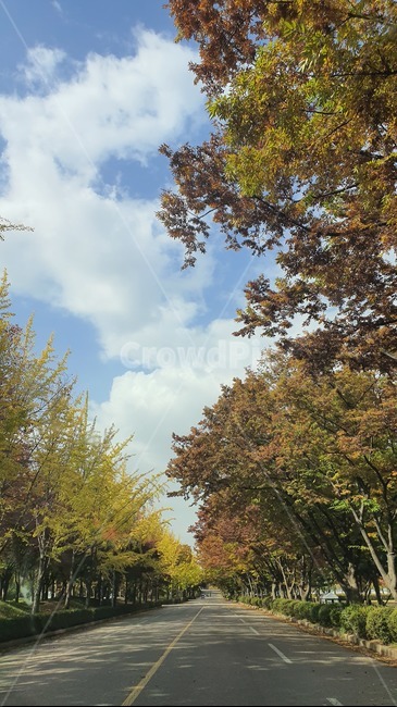 가을,하늘,도로,아스팔트,숲,나무,식물,road,plant,tree
