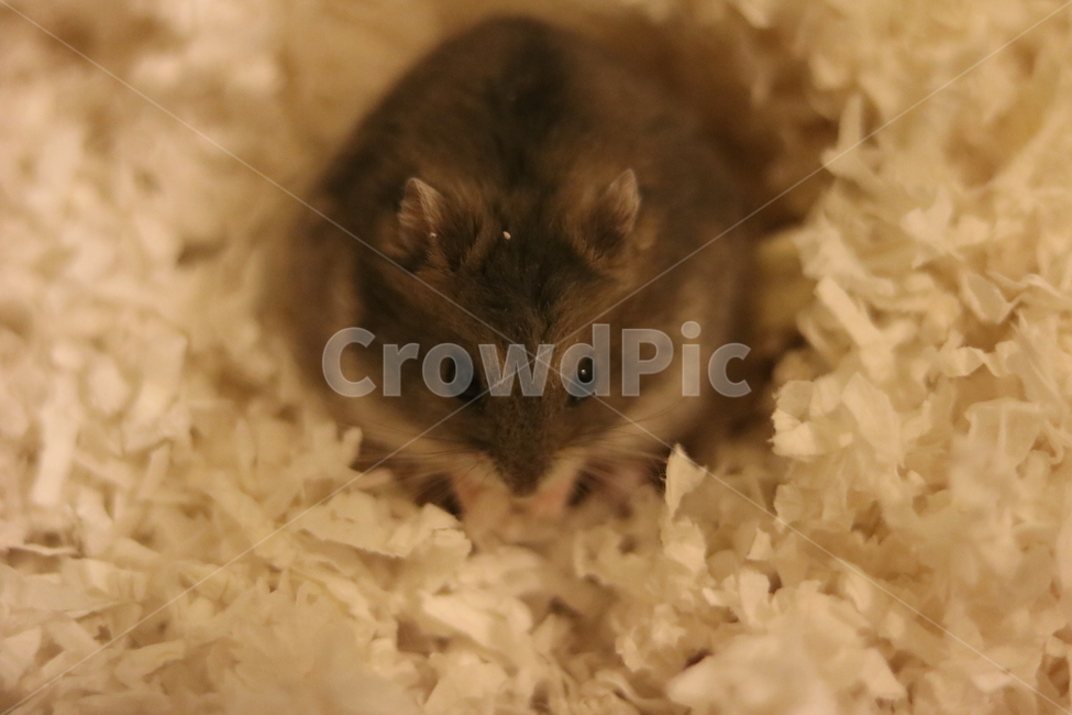 hamster,햄스터,귀여운,동물,손,햄찌,정글리안