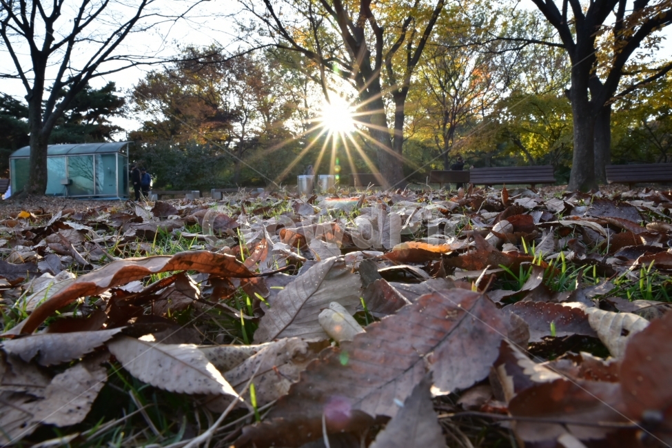 낙엽,햇살,가을,단풍,오후,가을,계절,fall,autumn,season,plant,식물,leaf,잎,flare,플레어,light,빛