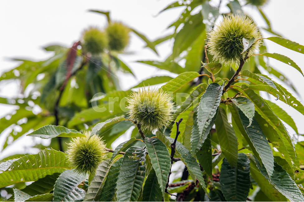 식물,잎,밤,가을,그린,초록,나뭇잎,가시,leaf,green,plant,밤가시,밤나무,chestnut,식물,자연,plants,nature,과일,열매,fruit