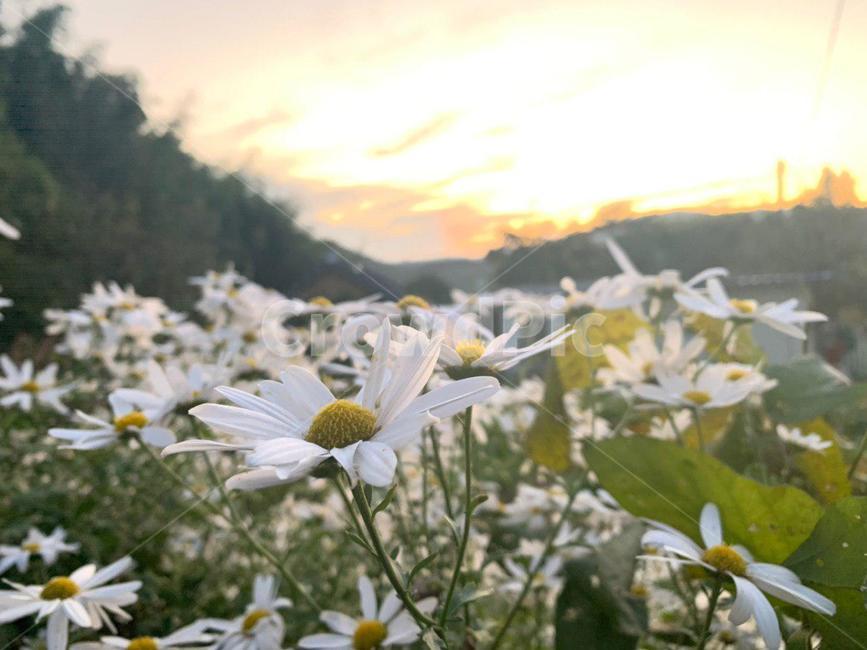 plant,flower,식물,blossom,꽃