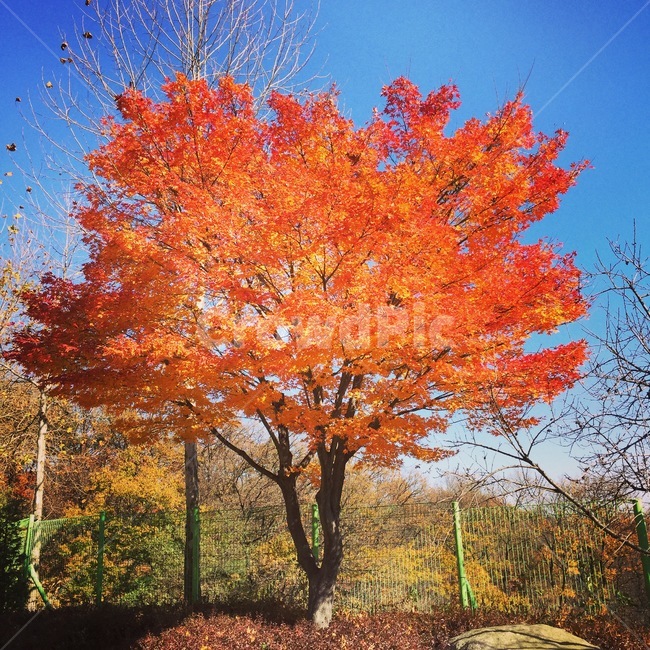 단풍,나무,tree,plant,가을