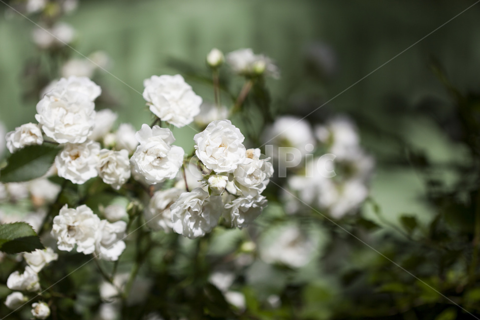 백장미,장미,자연,봄꽃,배경,접사,수목원,식물,자연,plants,nature,꽃,flower