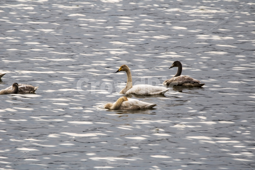 철새,새,겨울철새,조류,송년,사진,단독사진,디자인,소스,포토,사진자료,배경,배경사진,풍경,하늘,푸른하늘,겨울,자연,새무리,무리,동물,비행,날다,새떼,기러기,두루미,재두루미,큰고니,고니,거위,백조,호수,브이대형,v자대형,실루엣,클로즈업,접사,연말,연시,신년,새해,명절,신정,구정,송구영신,근하신년,추석,천연기념물,야생,야생철새,야생오리,야생동물,동물,animal,조류,새,birds