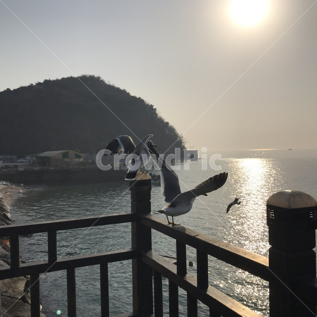 갈매기,새,조류,동물,seagull,날개짓,비상,동물,animal,조류,새,birds