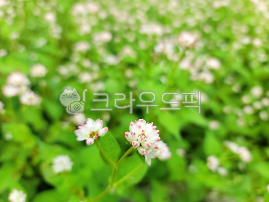 꽃,꽃잎,들꽃,하얀색꽃,숲,식물,자연,plant,flower,nature,blossom