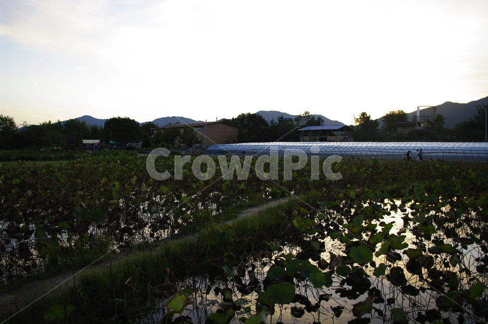하늘,구름,풍경,연밭,노을,일몰,sunset,자연,풍경,nature,landscape,land,땅,outdoors,옥외