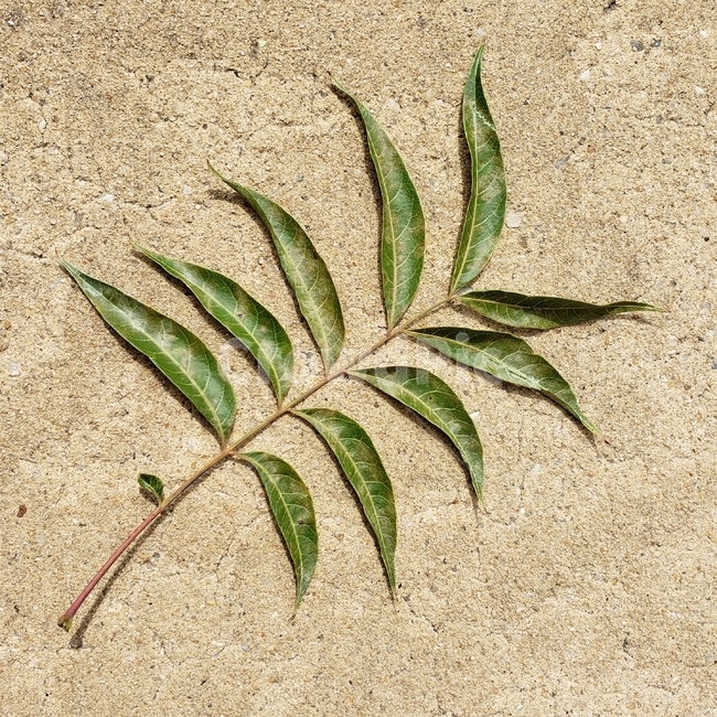풀,나뭇잎,잎,잎사귀,초록색,계절,숲,여름,식물,자연,leaves,plants,초록,배경,백그라운드,background,green,그린,leaf,바탕,감성,식물,자연,plants,nature